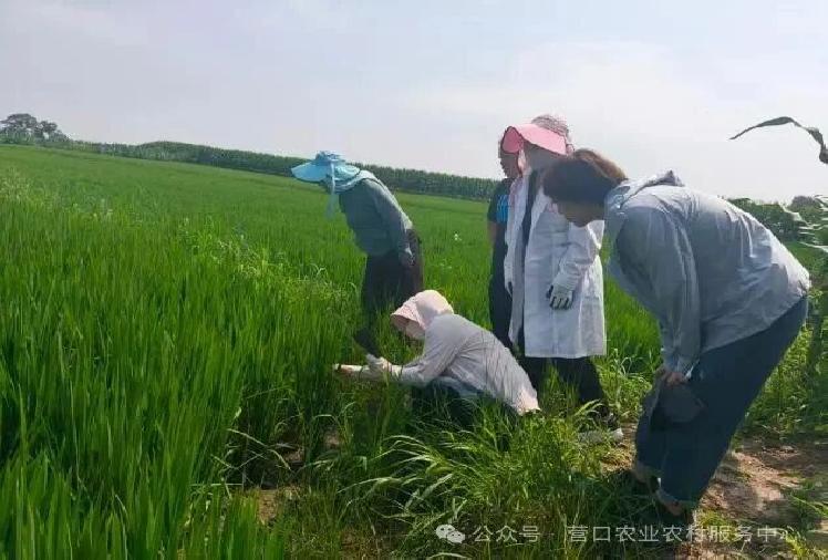 下沉田间查病虫 精准施策保丰收